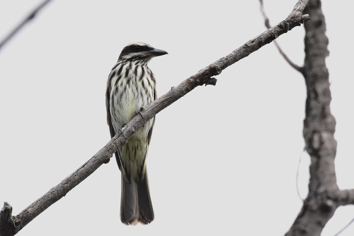 Streaked Flycatcher - ML646189156
