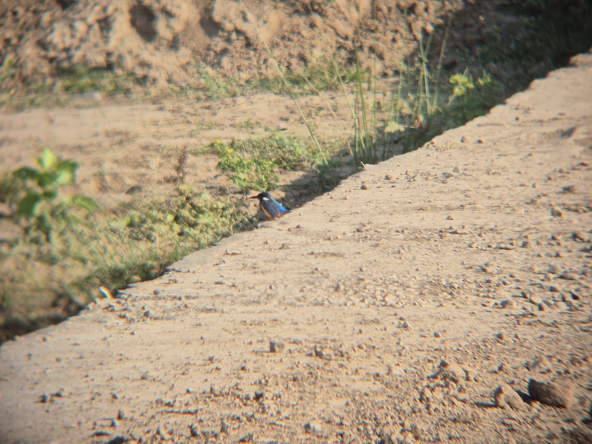 Common Kingfisher - ML646189157