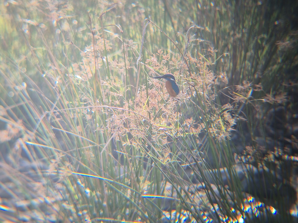 Common Kingfisher - ML646189158