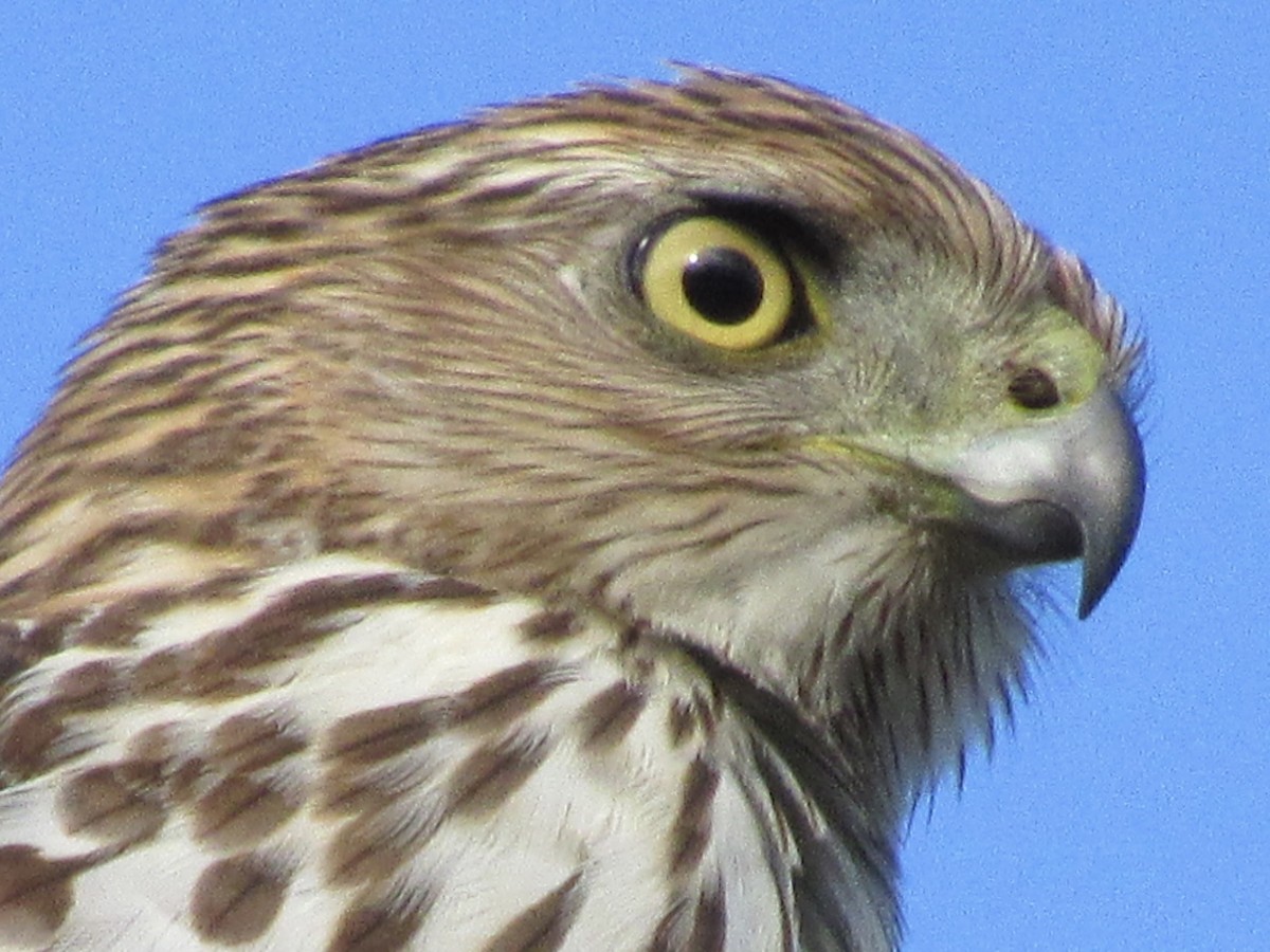 Cooper's Hawk - ML646189160