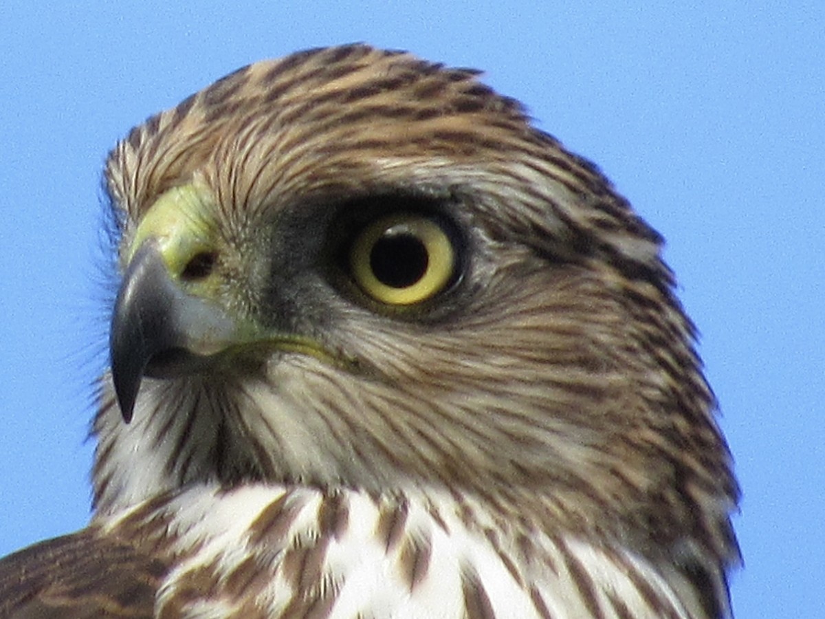 Cooper's Hawk - ML646189161