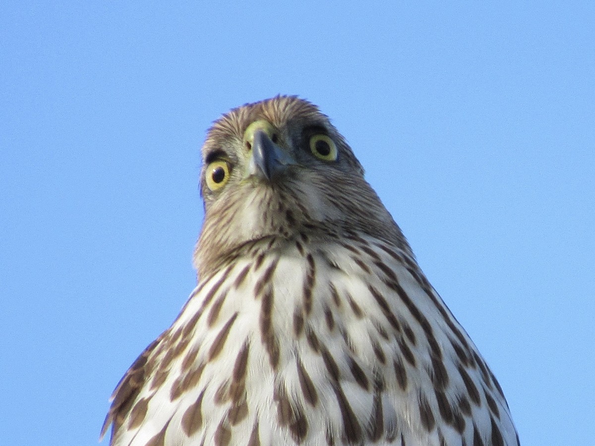 Cooper's Hawk - ML646189162