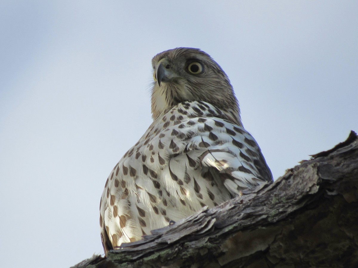 Cooper's Hawk - ML646189163