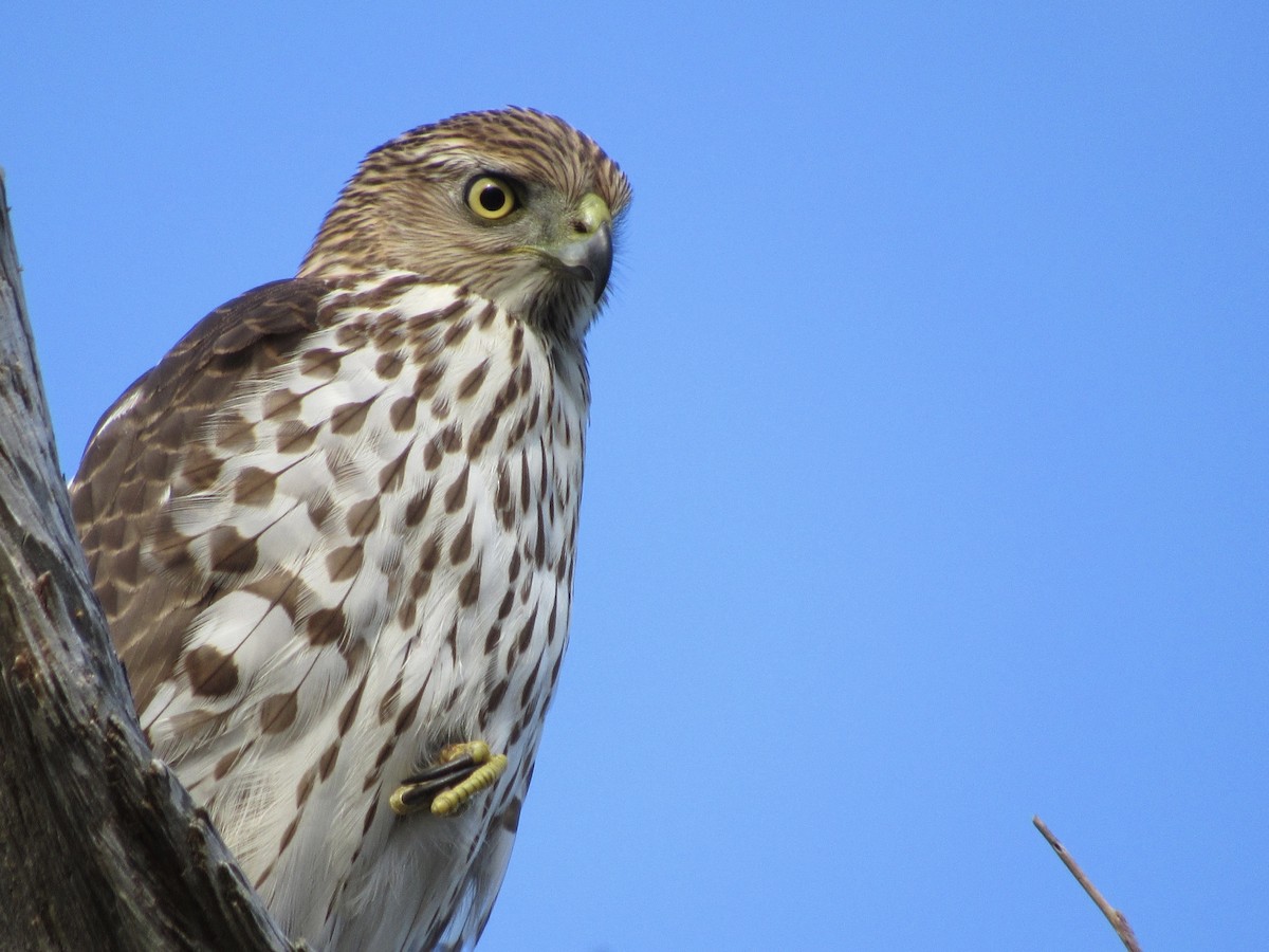 Cooper's Hawk - ML646189164