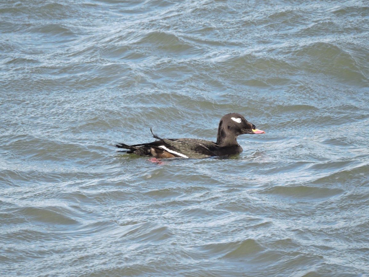 White-winged Scoter - ML646189166