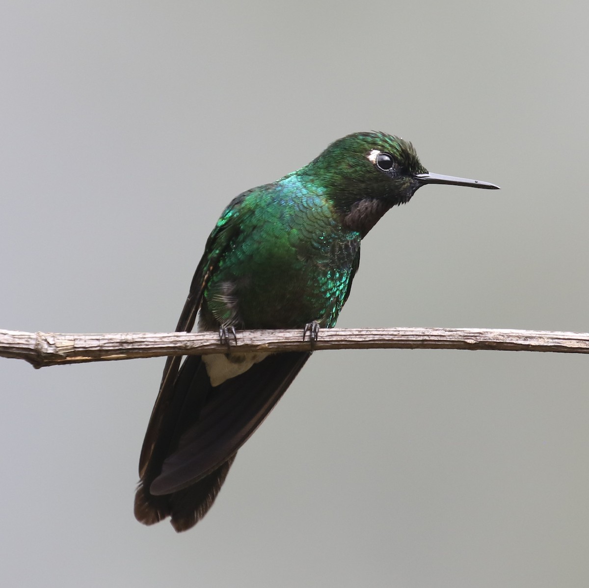 Tourmaline Sunangel - ML646189175