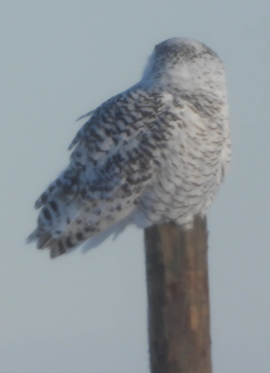Snowy Owl - ML646189178