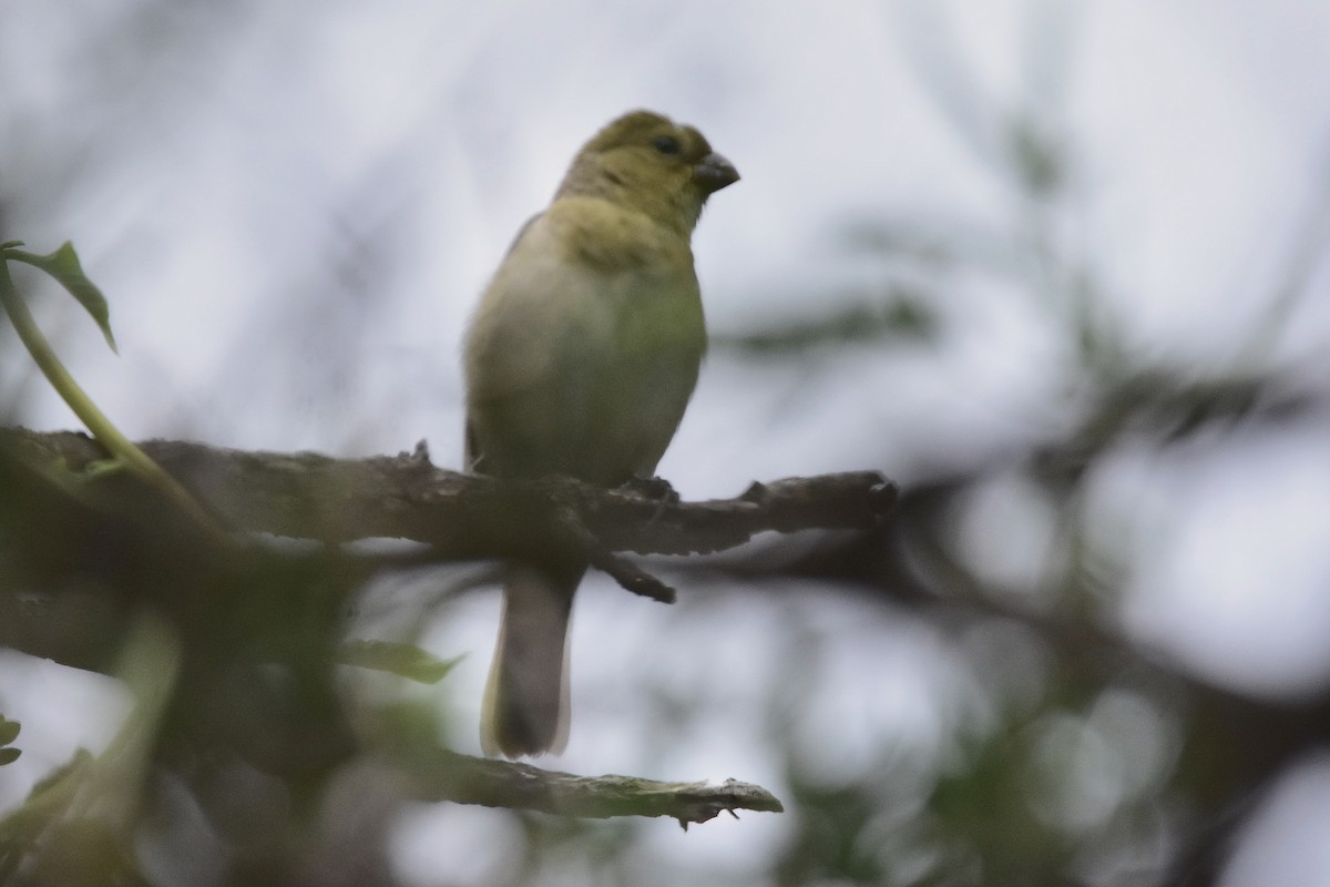 Saffron Finch - ML646189182