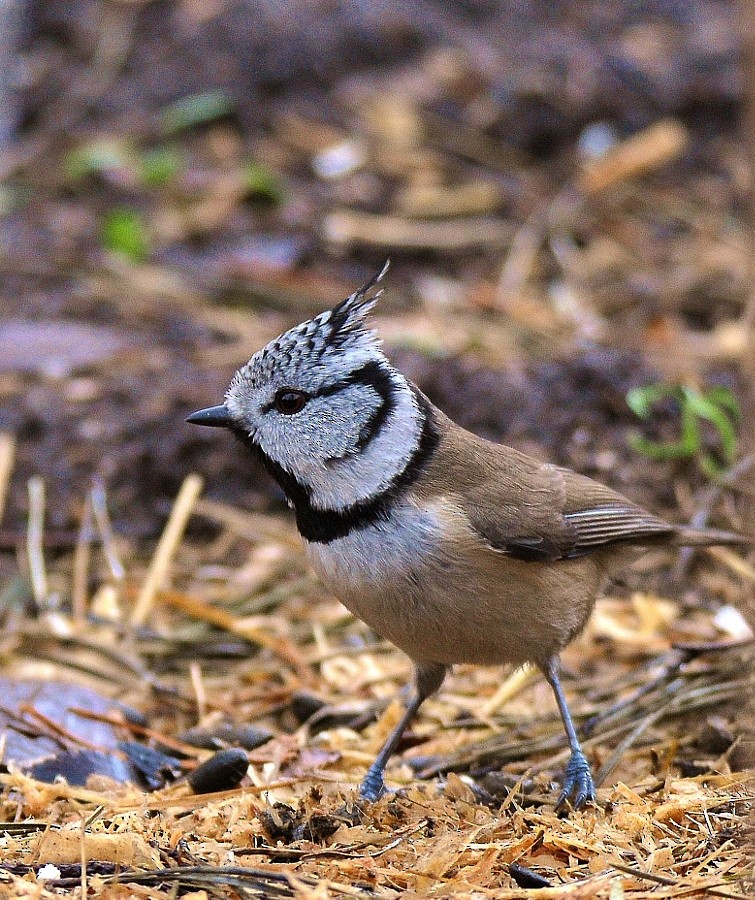 ירגזי מצויץ - ML646189187