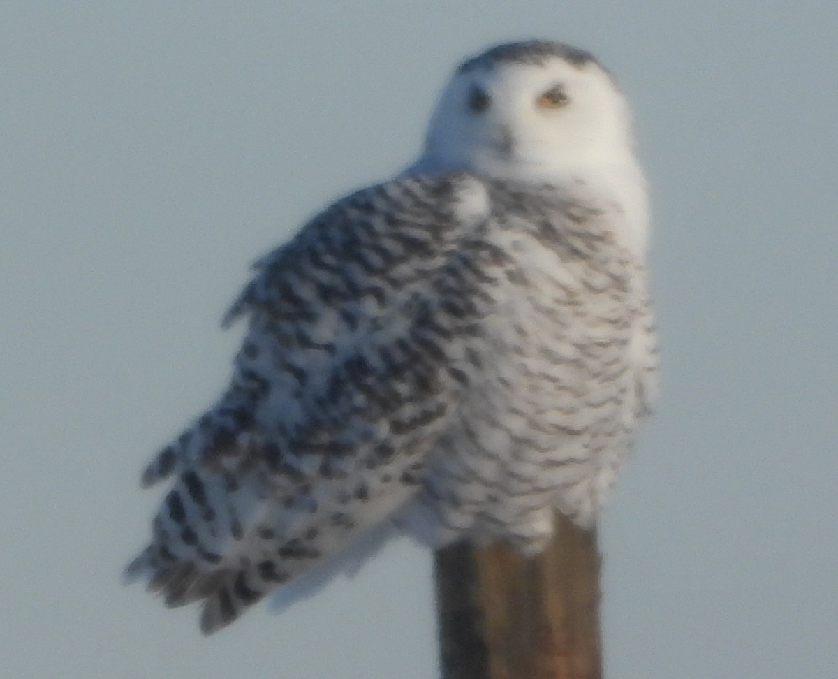 Snowy Owl - ML646189188