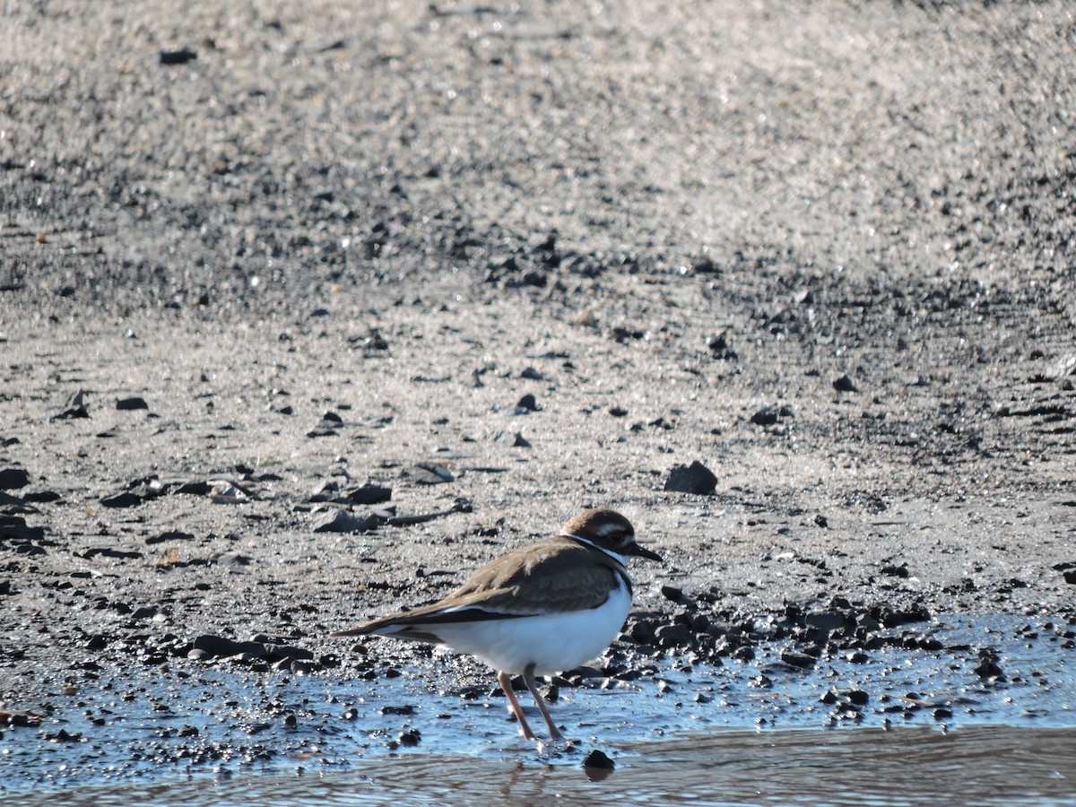 Killdeer - ML646189192