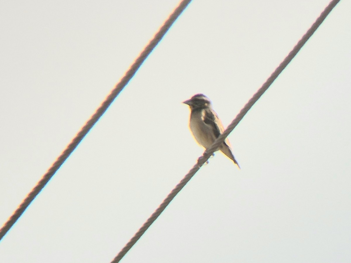 Black-breasted Weaver - ML646189196