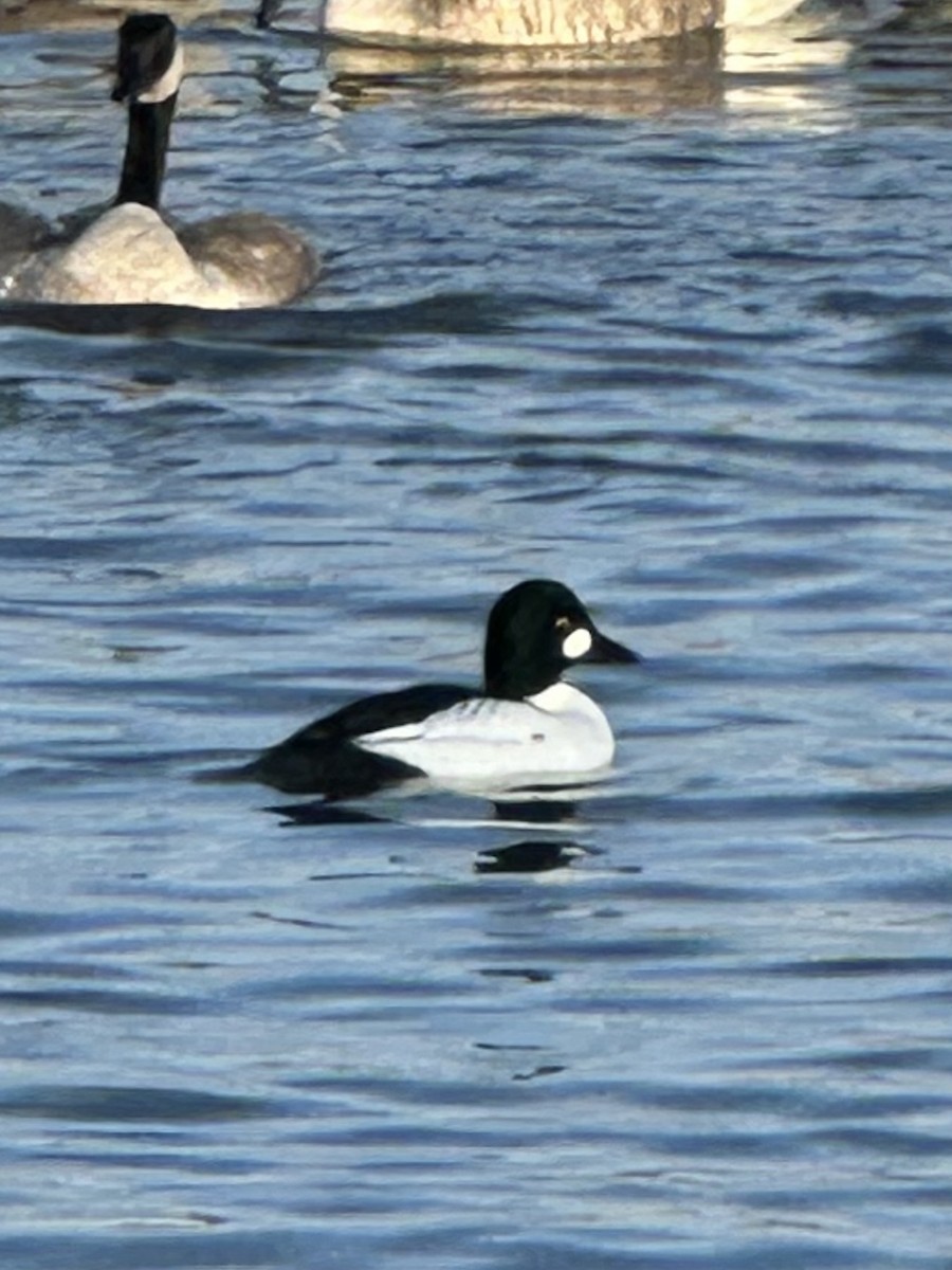 Common Goldeneye - ML646189198