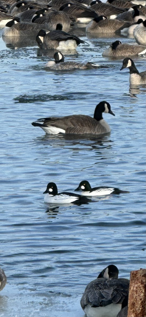 Common Goldeneye - ML646189199