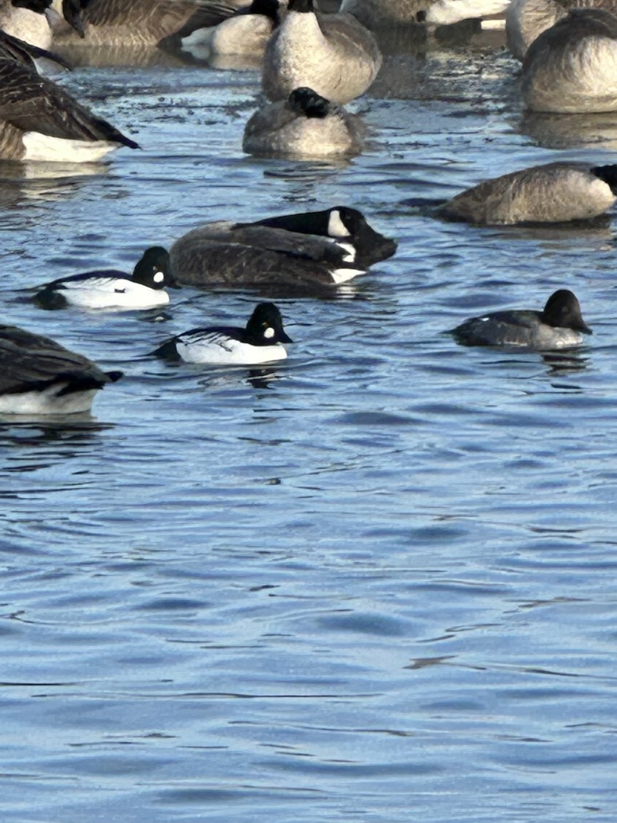 Common Goldeneye - ML646189200