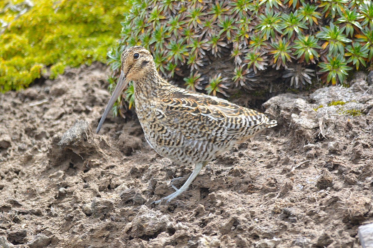 bekasina andská - ML646189203