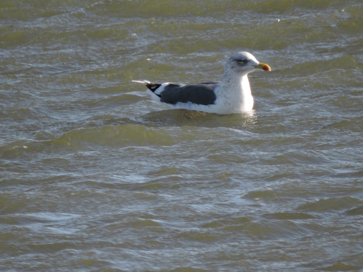 Lesser Black-backed Gull - ML646189205