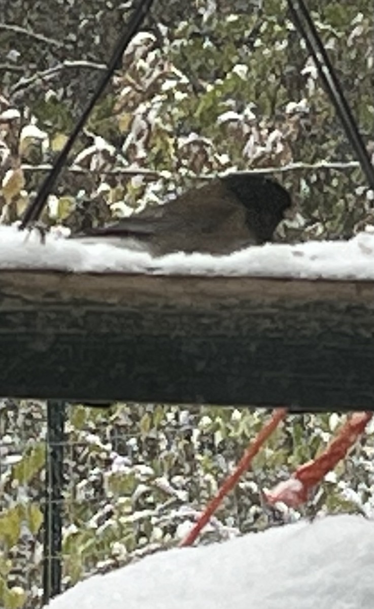Dark-eyed Junco (Oregon) - ML646189207