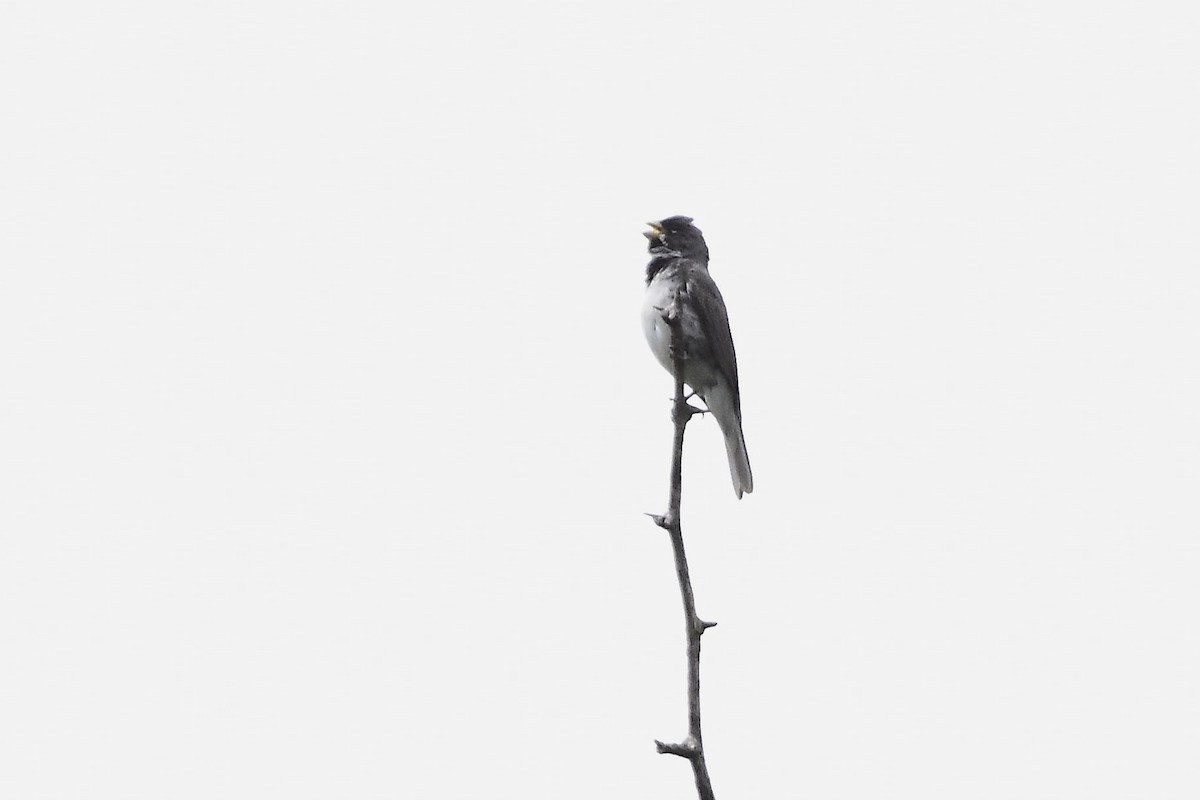 Double-collared Seedeater - ML646189208