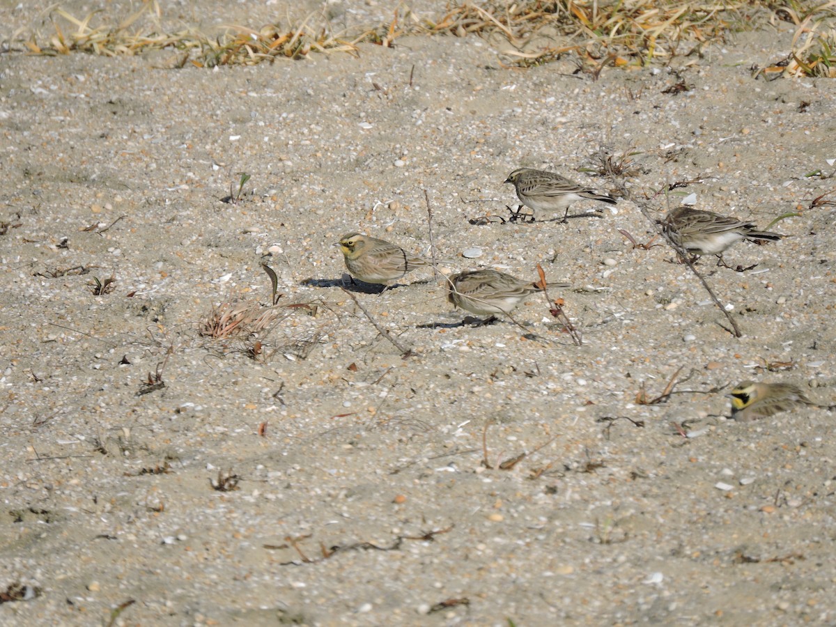 Horned Lark - ML646189213