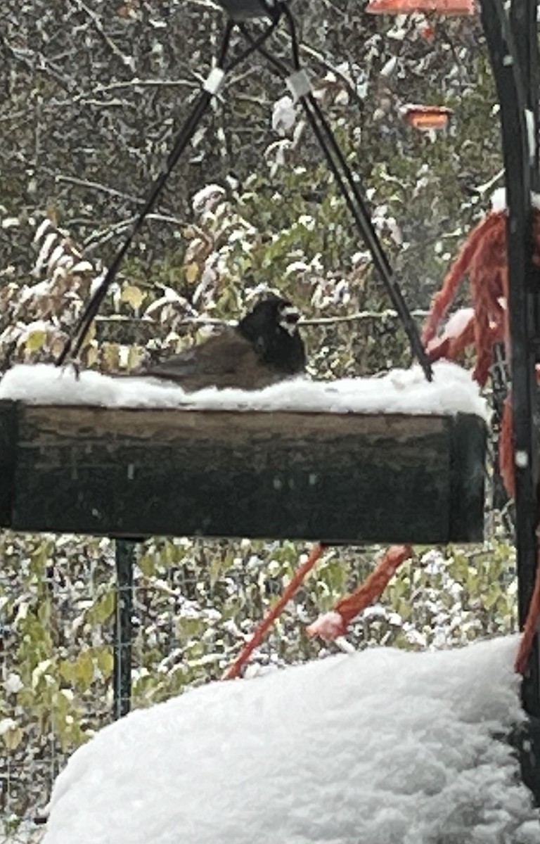 Dark-eyed Junco (Oregon) - ML646189214