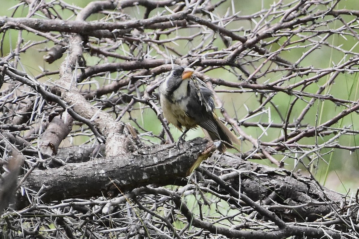 Golden-billed Saltator - ML646189216