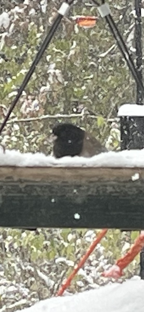 Dark-eyed Junco (Oregon) - ML646189219
