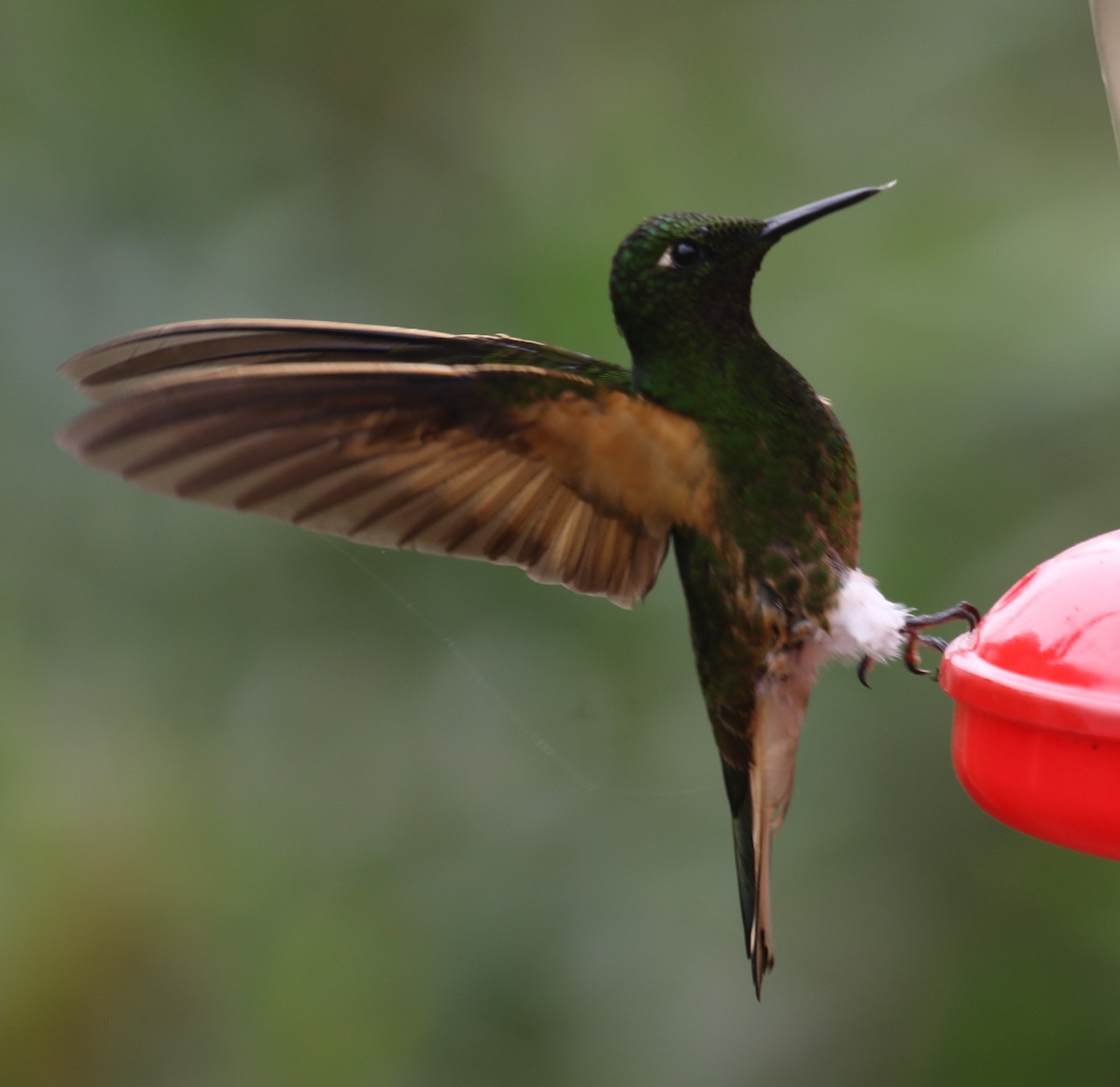 Buff-tailed Coronet - ML646189221