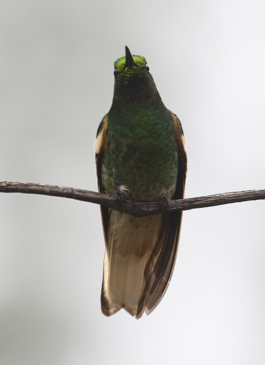 Buff-tailed Coronet - ML646189230