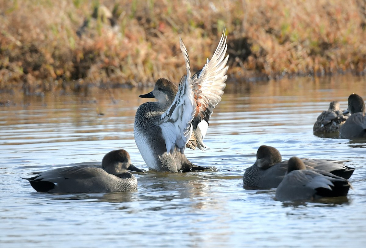 Ipar-ahatea - ML646189231