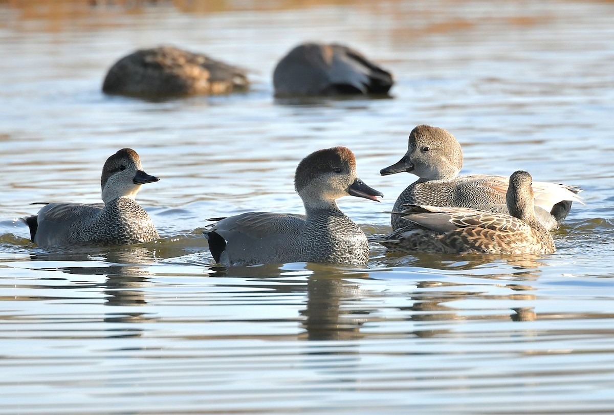 Ipar-ahatea - ML646189232