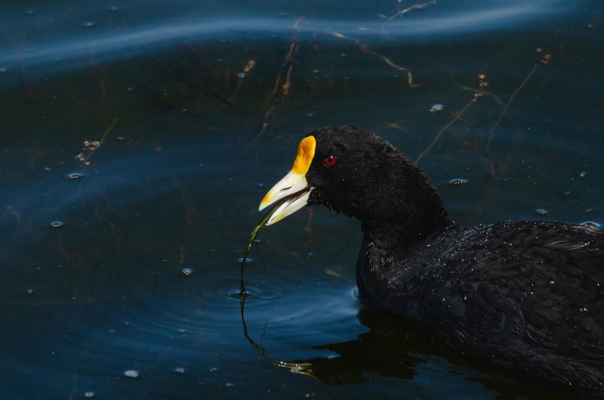 White-winged Coot - ML646189235