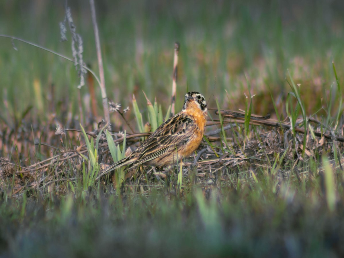Smith's Longspur - ML646189236