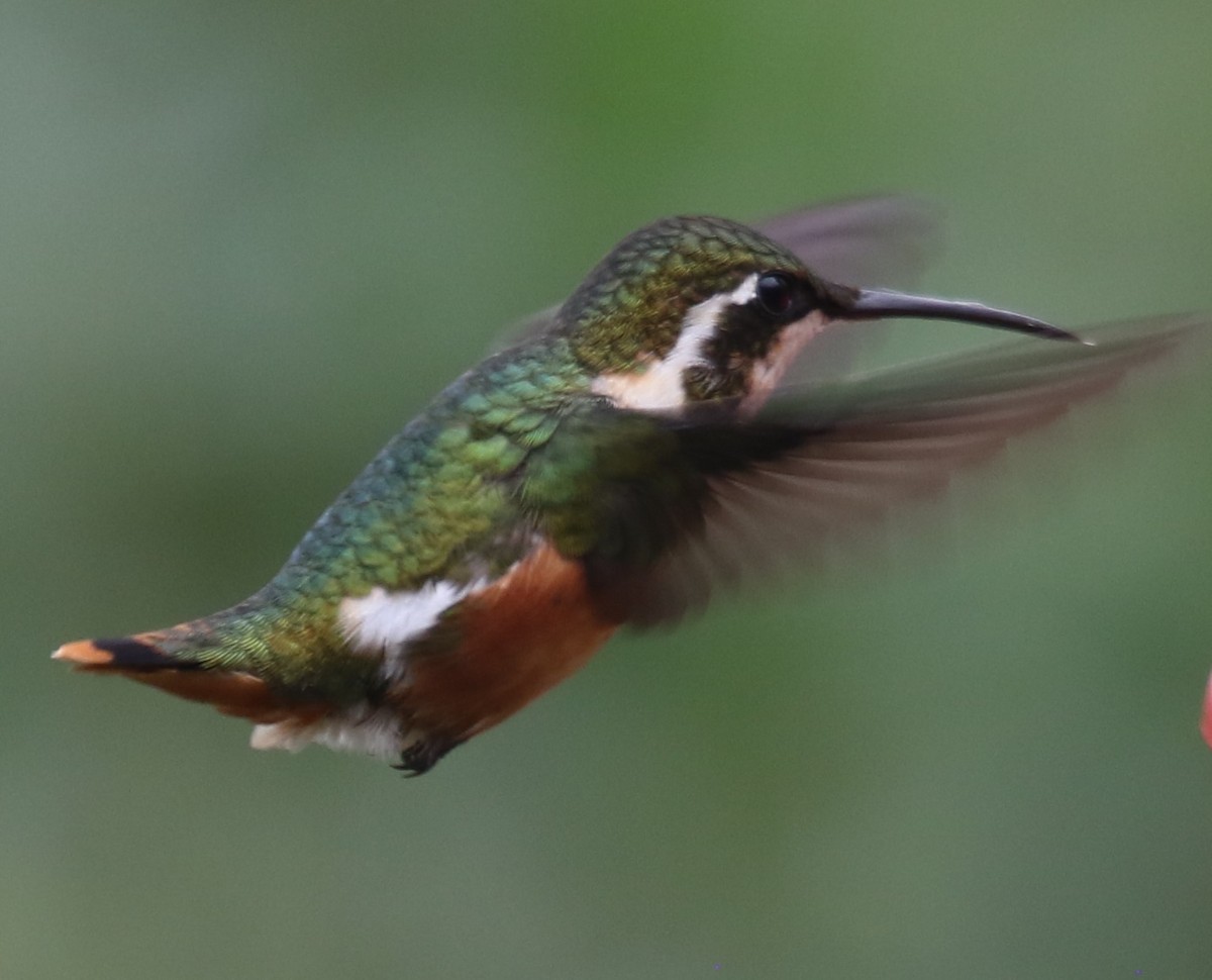 White-bellied Woodstar - ML646189243