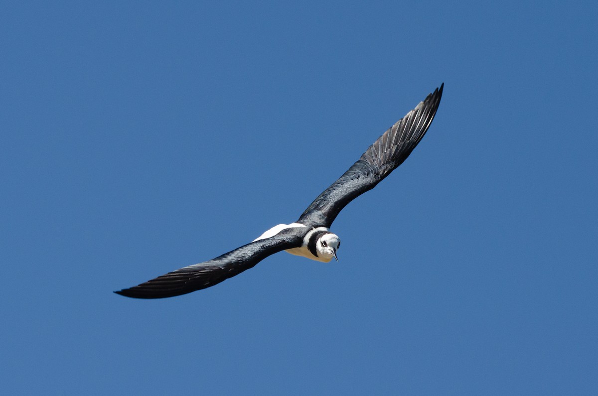 Black-necked Stilt - ML646189244