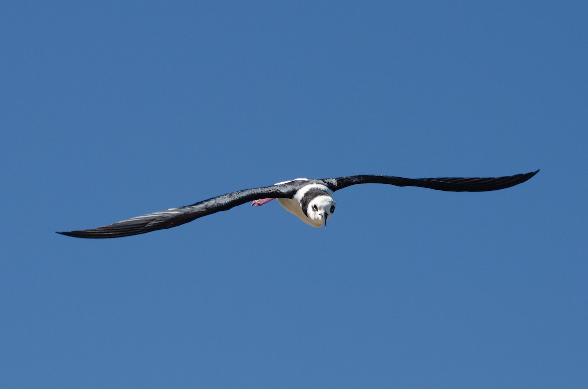 Black-necked Stilt - ML646189245