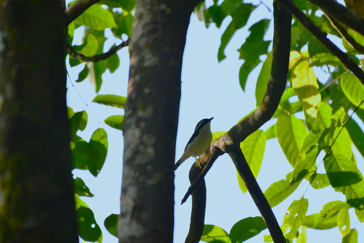 White-browed Shrike-Babbler - ML646189248
