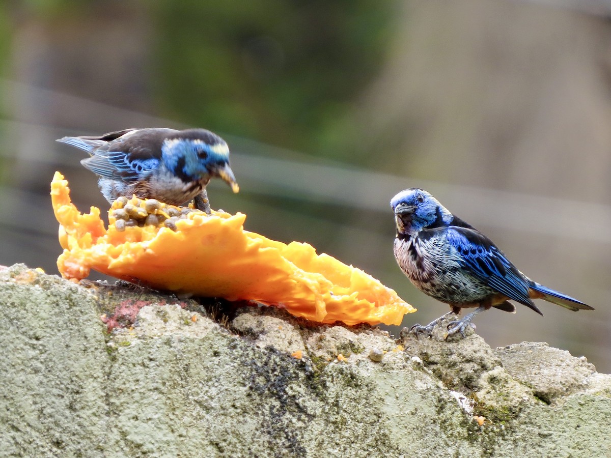 Opal-rumped Tanager - ML646189249