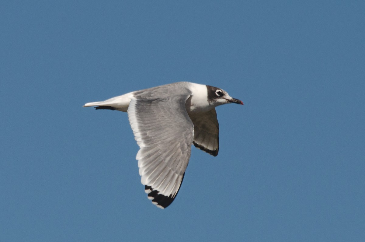 Franklin's Gull - ML646189253