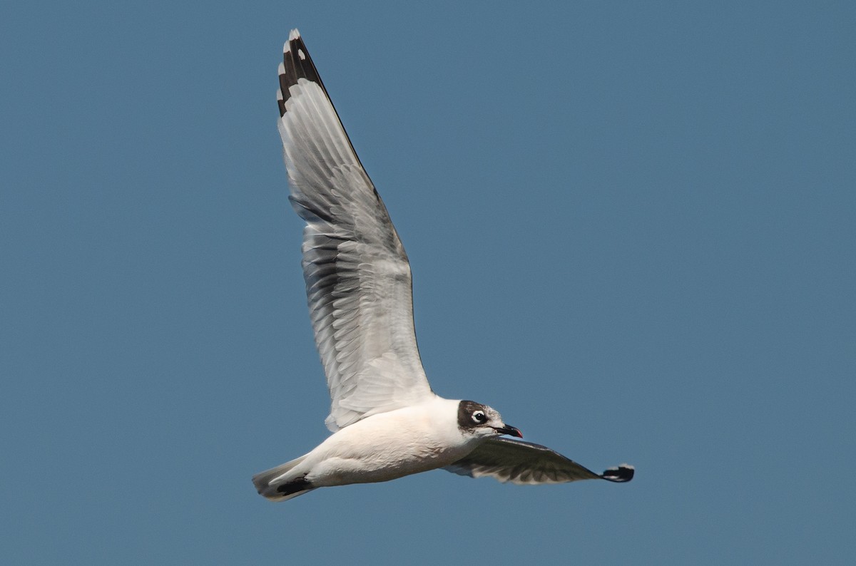 Franklin's Gull - ML646189254