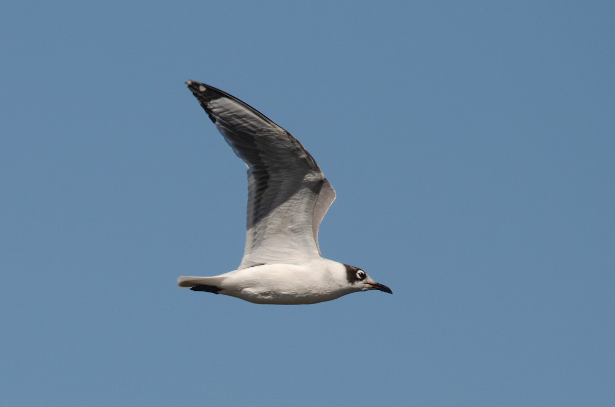 Franklin's Gull - ML646189255