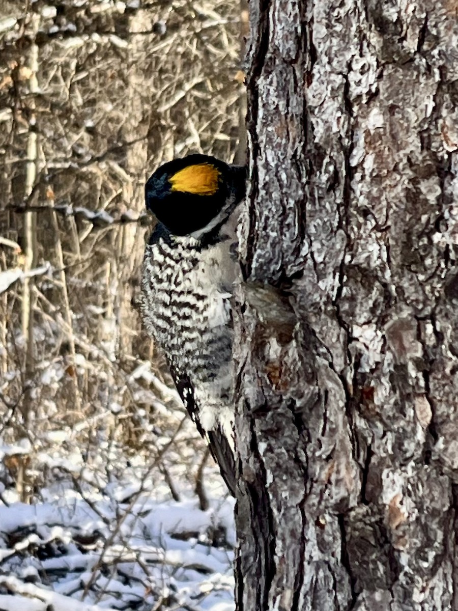 Black-backed Woodpecker - ML646189257