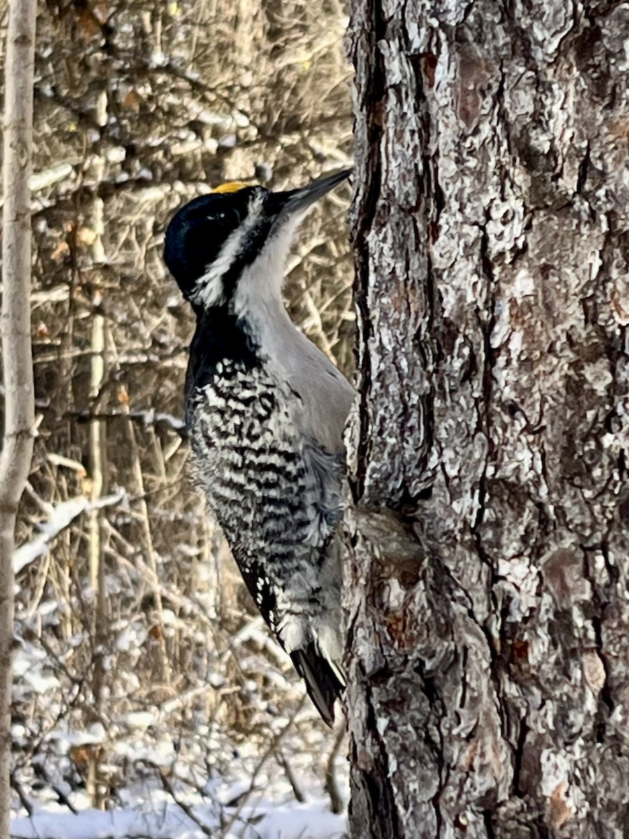 Black-backed Woodpecker - ML646189258