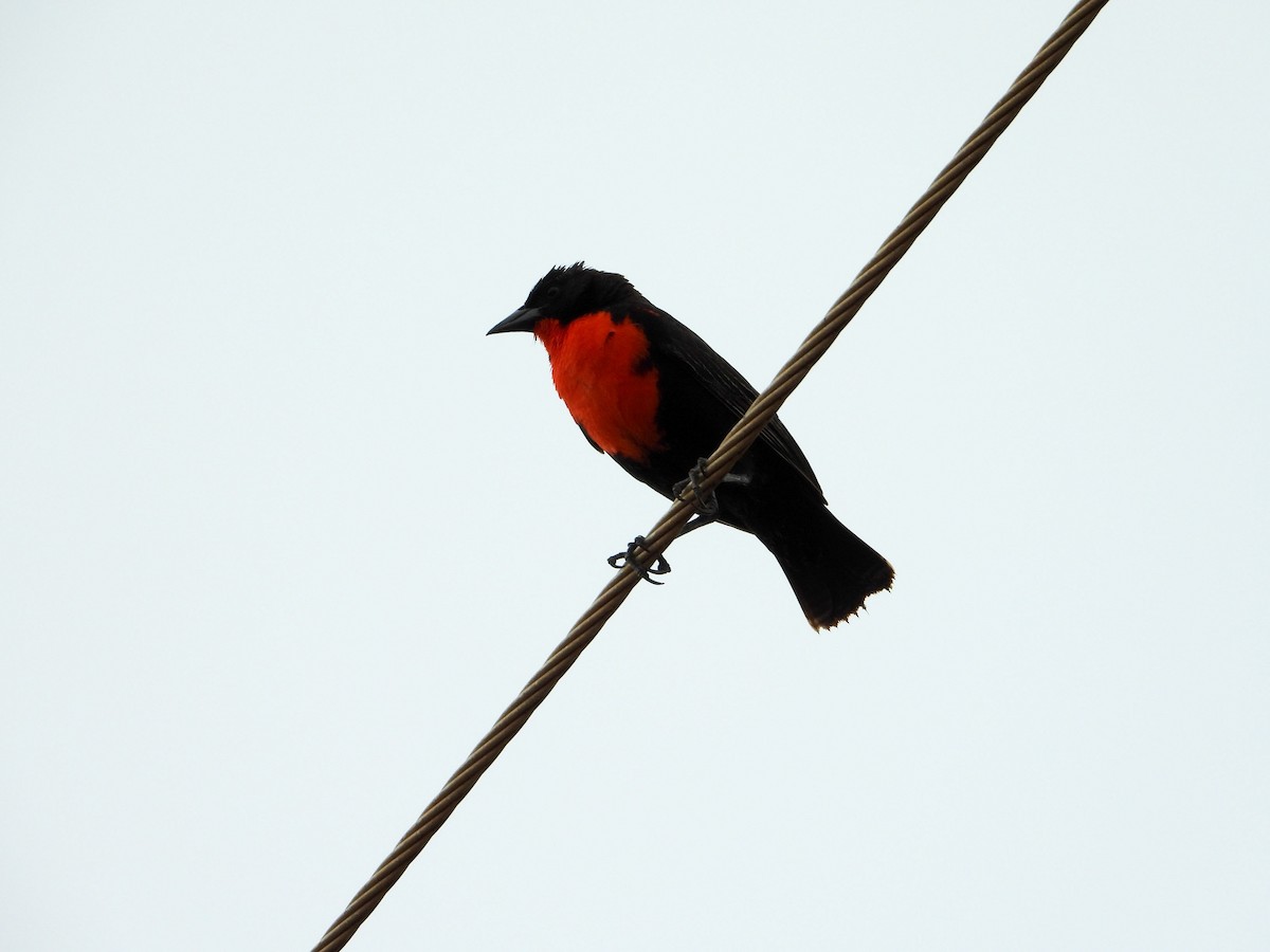 Red-breasted Meadowlark - ML646189259