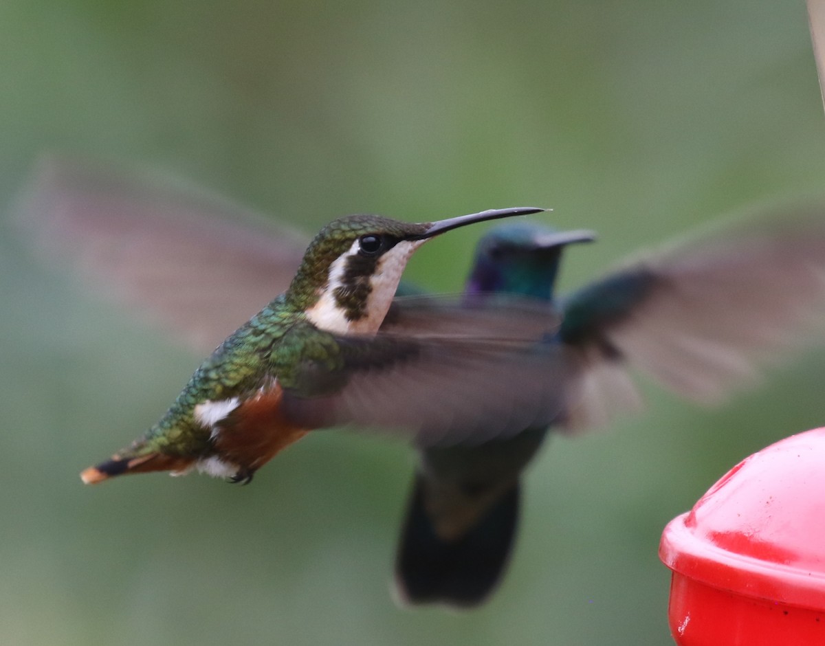 White-bellied Woodstar - ML646189260