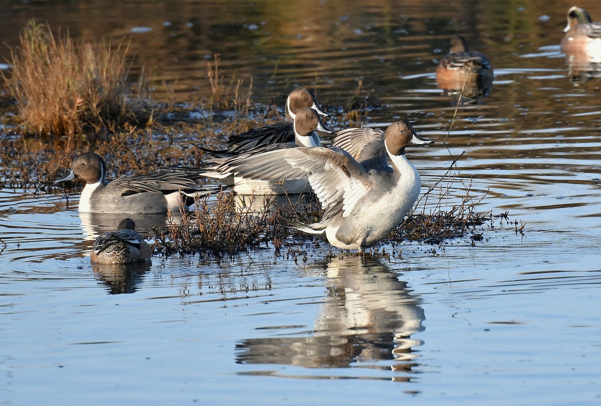 Шовтгор алаг нугас - ML646189261