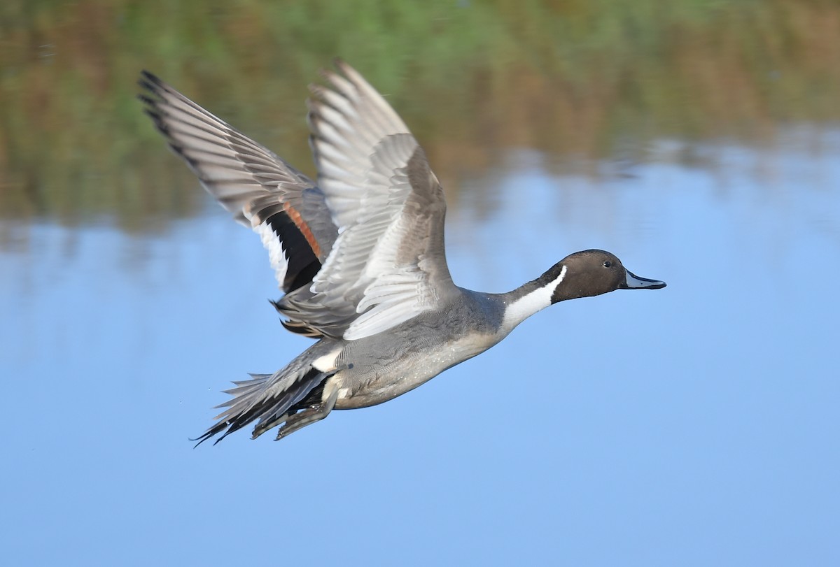 Шовтгор алаг нугас - ML646189262