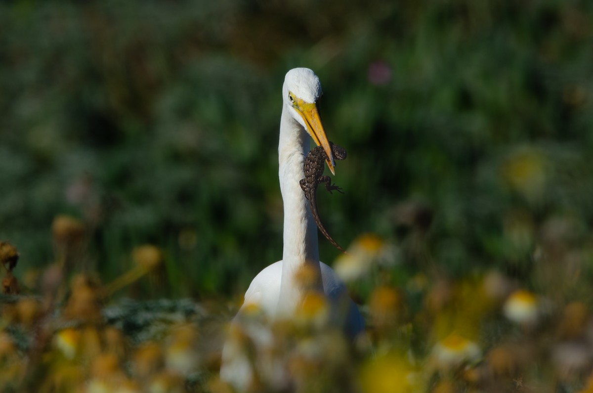 Great Egret - ML646189263