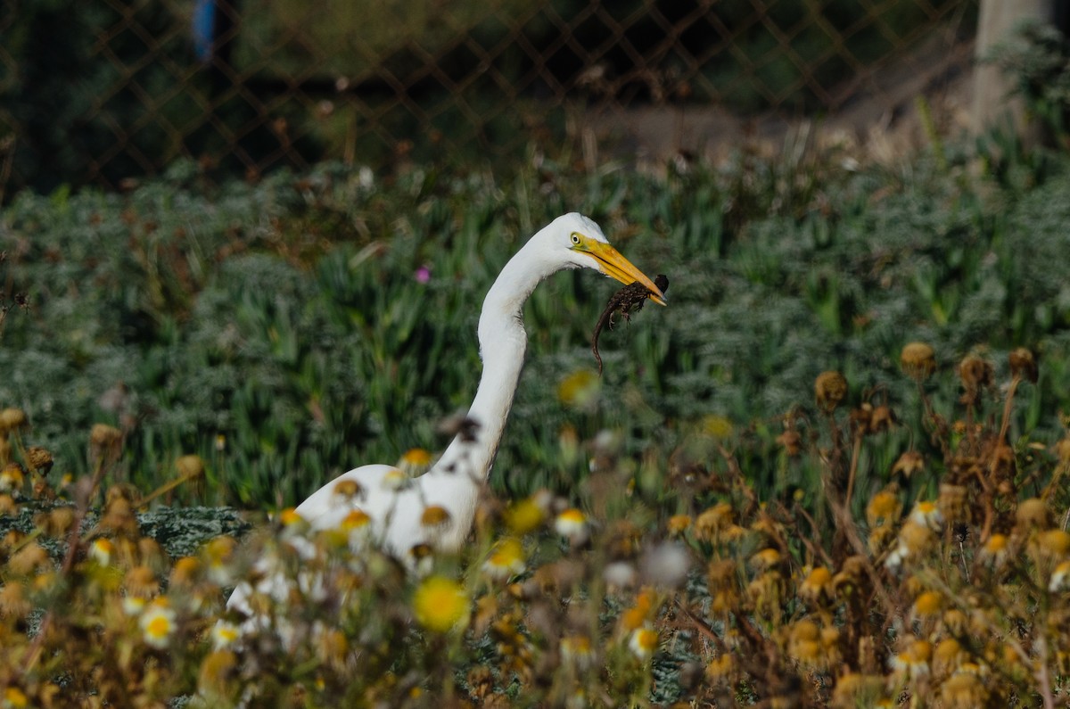 Great Egret - ML646189264