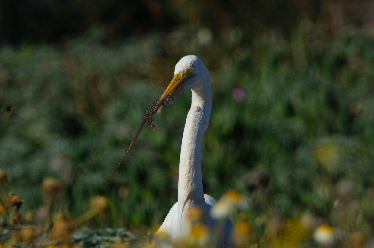 Great Egret - ML646189268